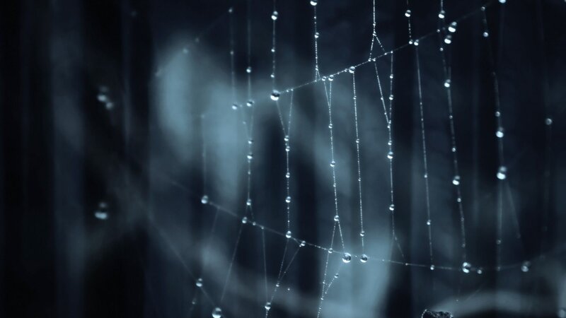 Spiderweb with Dew Drops — Blue, Serene, Night