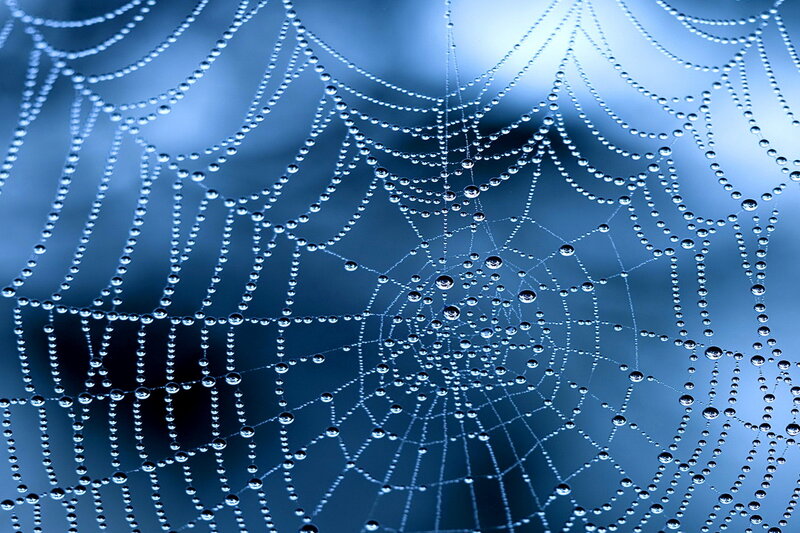 Spiderweb with Dew Drops — Blue, Serene