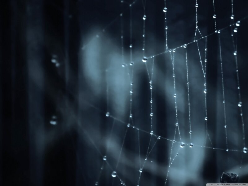 Spiderweb with Dew Drops — Blue