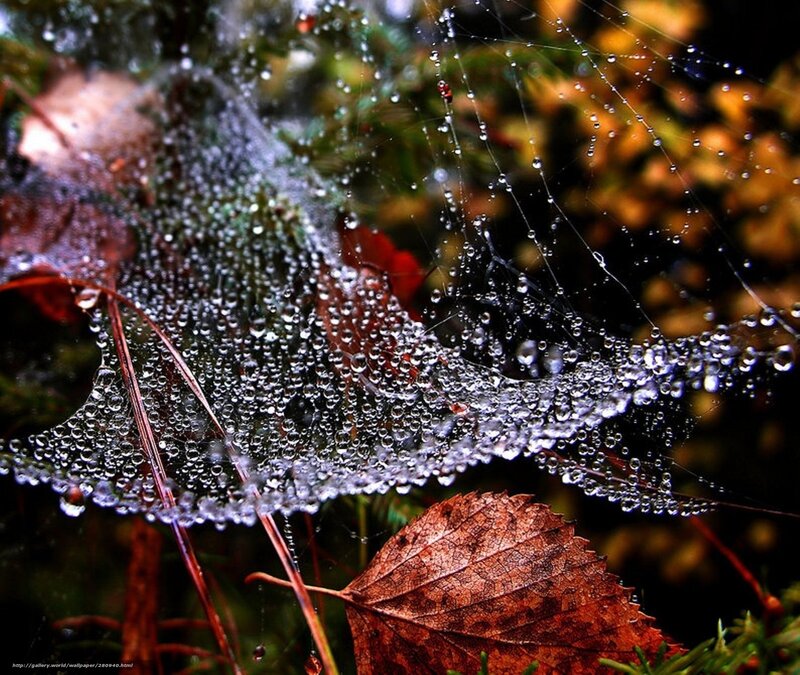 Spiderweb with Dew Drops — Brown