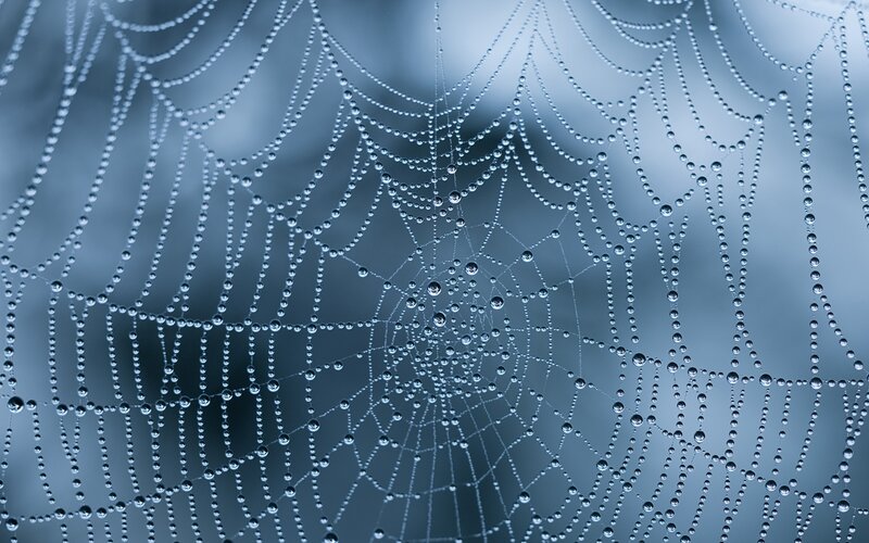 Spiderweb with Dew Drops — Cobweb