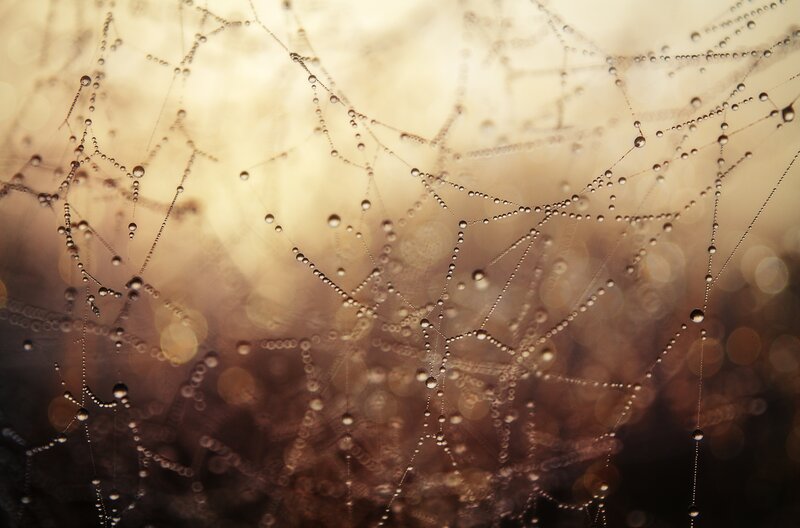 Spiderweb with Dew Drops — Gold