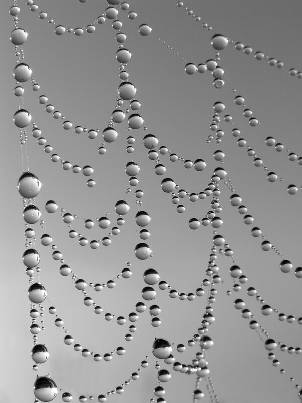 Spiderweb with Dew Drops — Gray, Calm, Morning, Photograph, Web, Sky