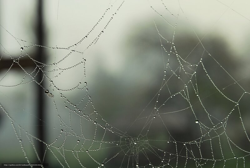 Spiderweb with Dew Drops — Gray, Calm, Morning