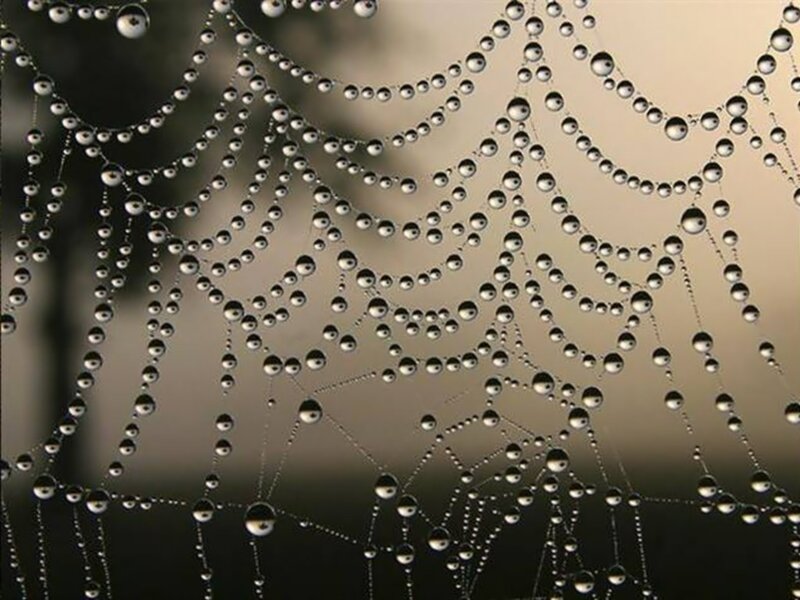 Spiderweb with Dew Drops — Gray, Serene, Morning