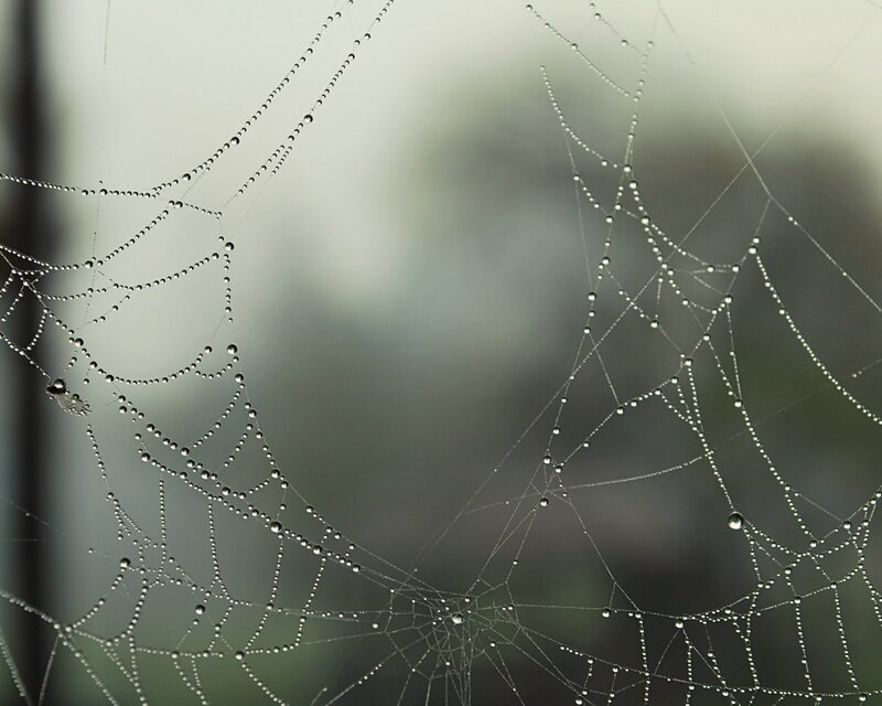 Spiderweb with Dew Drops — Gray, Serene