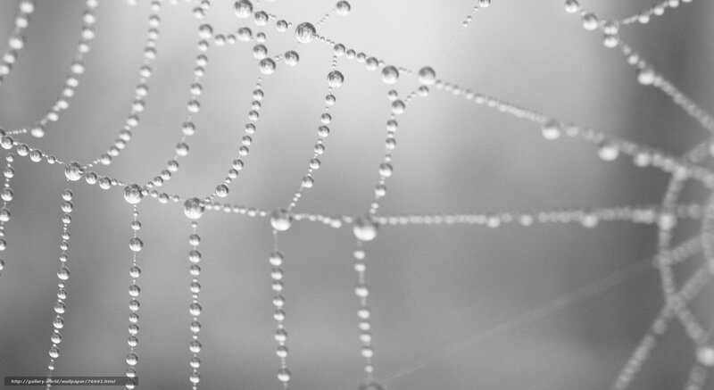 Spiderweb with Dew Drops — Gray