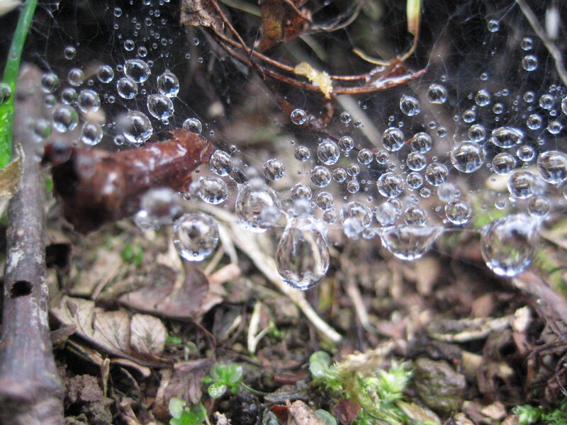 Spiderweb with Dew Drops — Green, Calm, Morning, Photograph, Leaves
