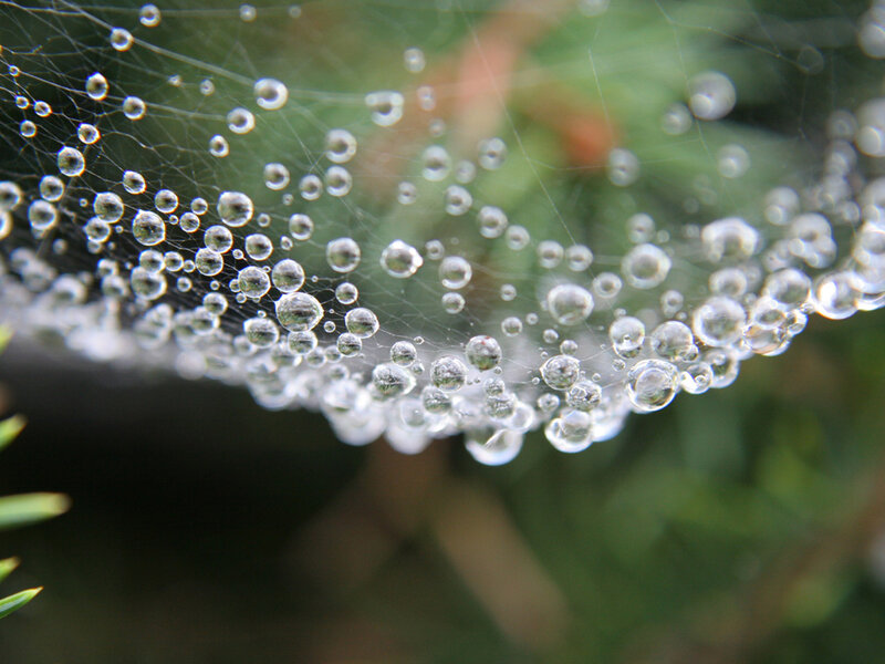 Spiderweb with Dew Drops — Green, Calm, Morning, Photograph