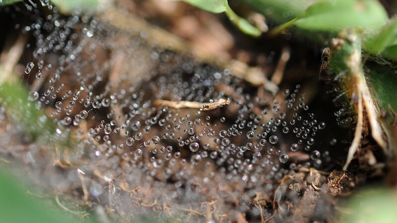 Spiderweb with Dew Drops — Green, Calm, Morning