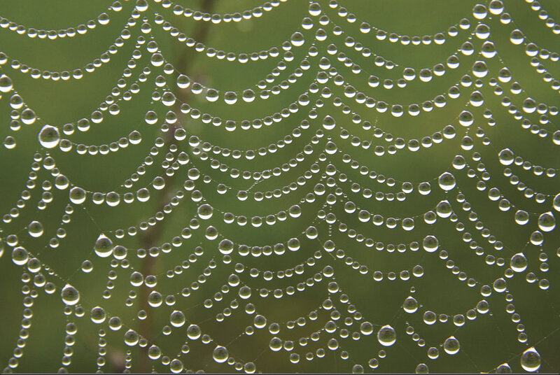 Spiderweb with Dew Drops — Green, Calm