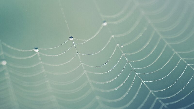 Spiderweb with Dew Drops — Green, Serene, Morning, Photograph, Dew Drops, Cobweb
