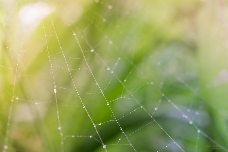Spiderweb with Dew Drops — Green, Serene, Morning, Photograph, Dew Drops, Green Foliage, Sunlight