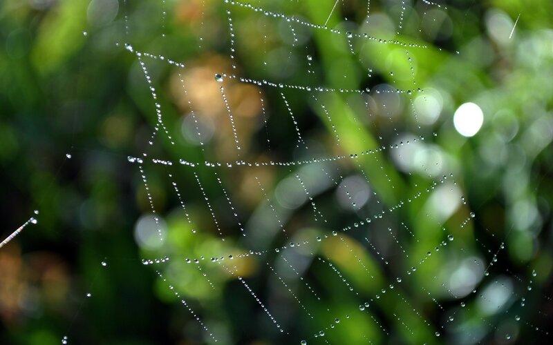 Spiderweb with Dew Drops — Green, Serene, Morning, Photograph, Dew Drops, Green Foliage, Sunlight, White