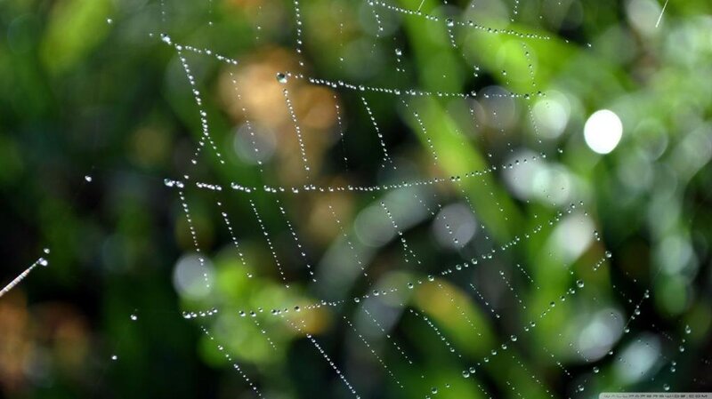 Spiderweb with Dew Drops — Green, Serene, Morning, Photograph, Dew Drops, Green Foliage