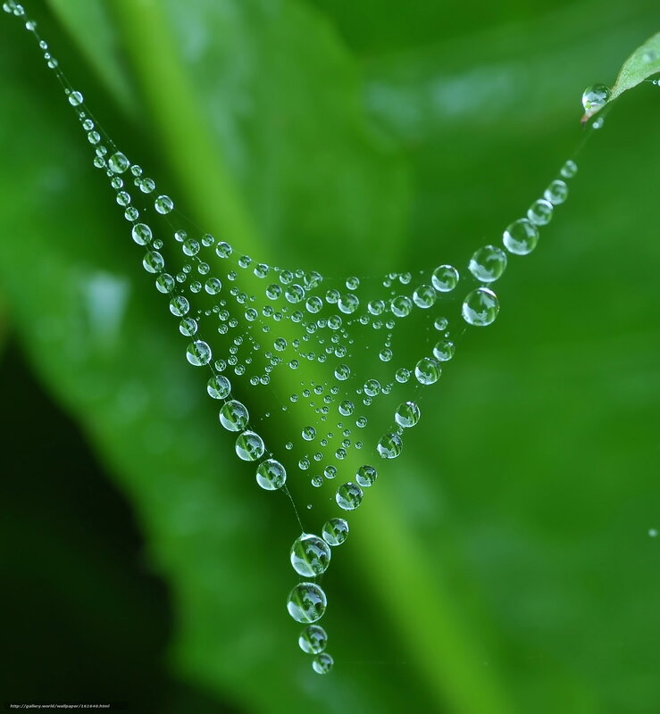Spiderweb with Dew Drops — Green, Serene, Morning, Photograph, Dew Drops, Leaf