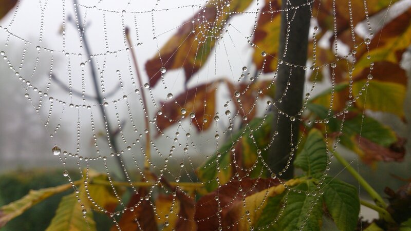 Spiderweb with Dew Drops — Green, Serene, Morning, Photograph, Dew Drops, Leaves