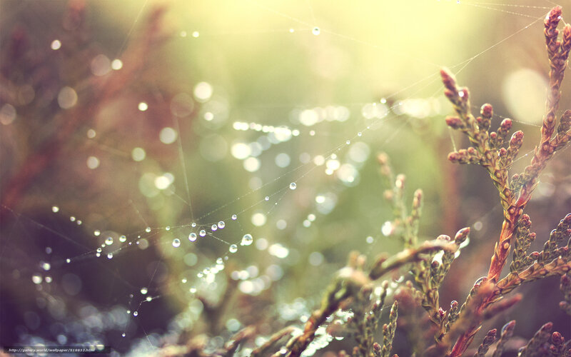 Spiderweb with Dew Drops — Green, Serene, Morning, Photograph, Dew Drops, Plant