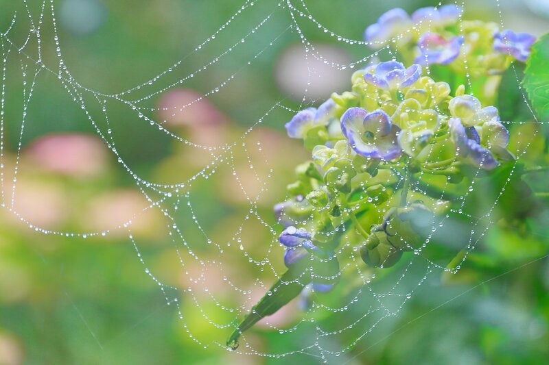 Spiderweb with Dew Drops — Green, Serene, Morning, Photograph, Flowers, Greenery