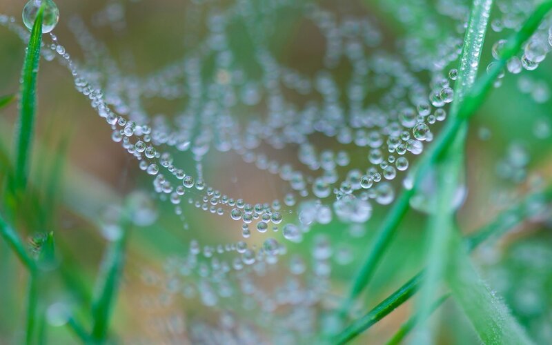 Spiderweb with Dew Drops — Green, Serene, Morning, Photograph, Grass, Cobweb