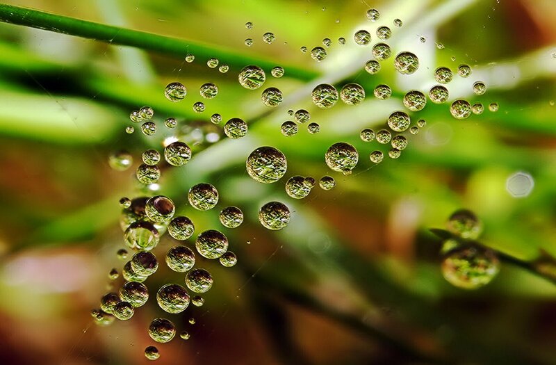 Spiderweb with Dew Drops — Green, Serene, Morning, Photograph, Grass