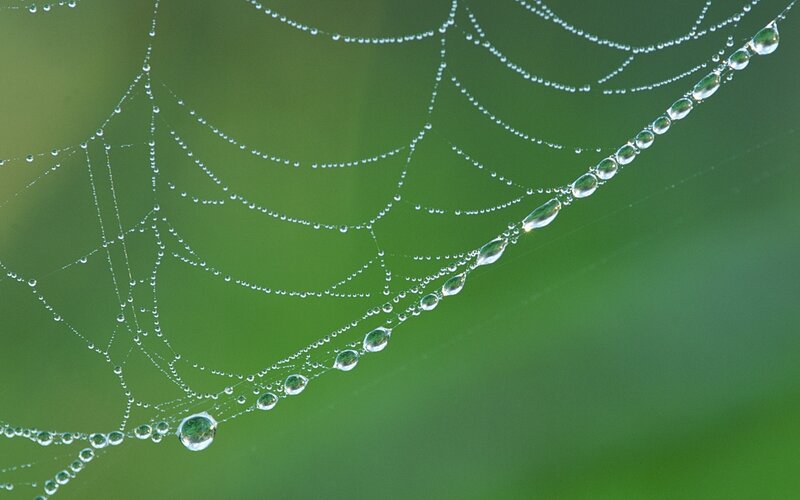 Spiderweb with Dew Drops — Green, Serene, Morning, Photograph, Green Foliage