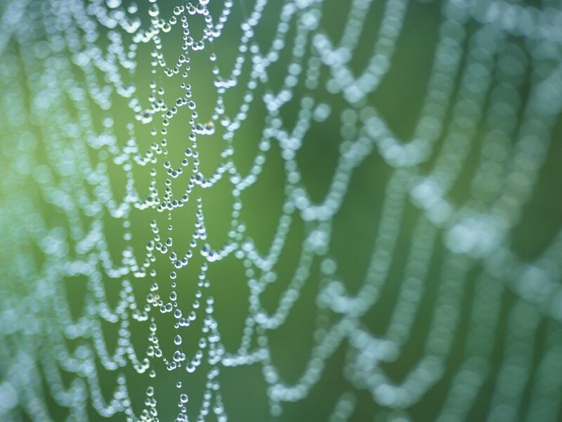 Spiderweb with Dew Drops — Green, Serene, Morning, Photograph, Green Foliage, White