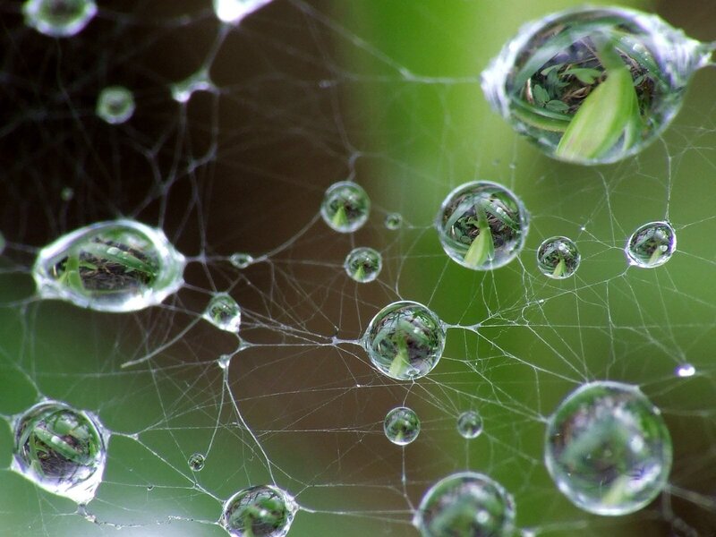 Spiderweb with Dew Drops — Green, Serene, Morning, Photograph, Green Leaves, Cobweb