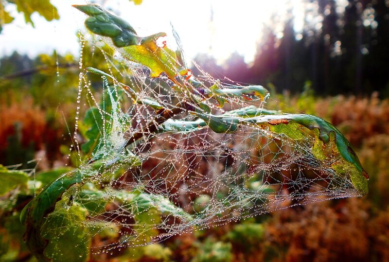 Spiderweb with Dew Drops — Green, Serene, Morning, Photograph, Leaf