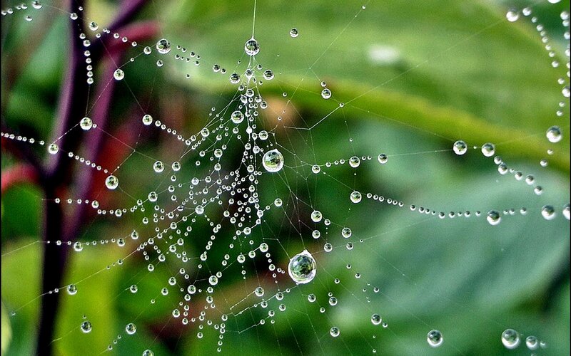 Spiderweb with Dew Drops — Green, Serene, Morning, Photograph, Plant, Leaf