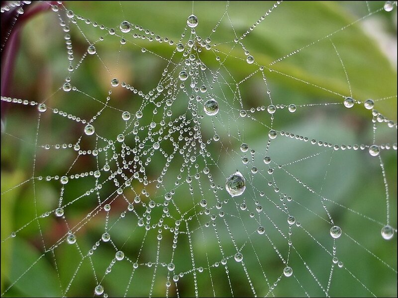 Spiderweb with Dew Drops — Green, Serene, Morning, Photograph, Plant