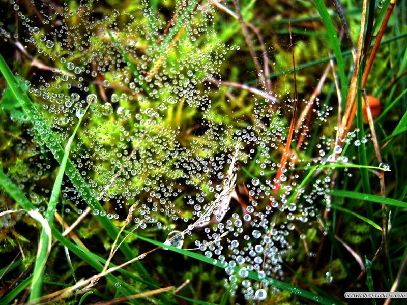 Spiderweb with Dew Drops — Green, Serene, Morning, Photograph