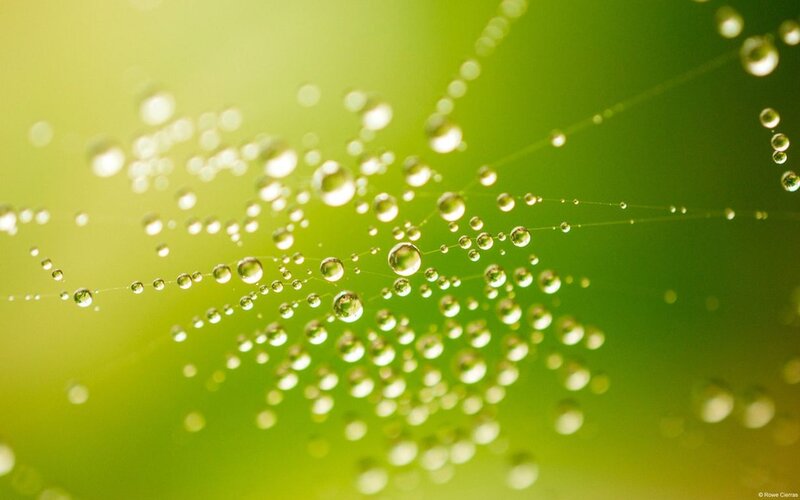 Spiderweb with Dew Drops — Green, Serene, Morning, Photograph, Web