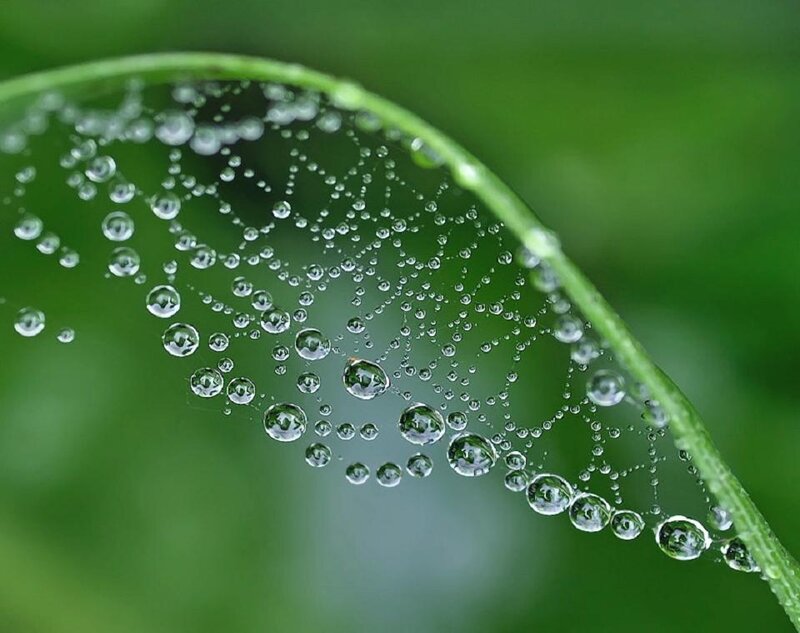 Spiderweb with Dew Drops — Green, Serene, Morning