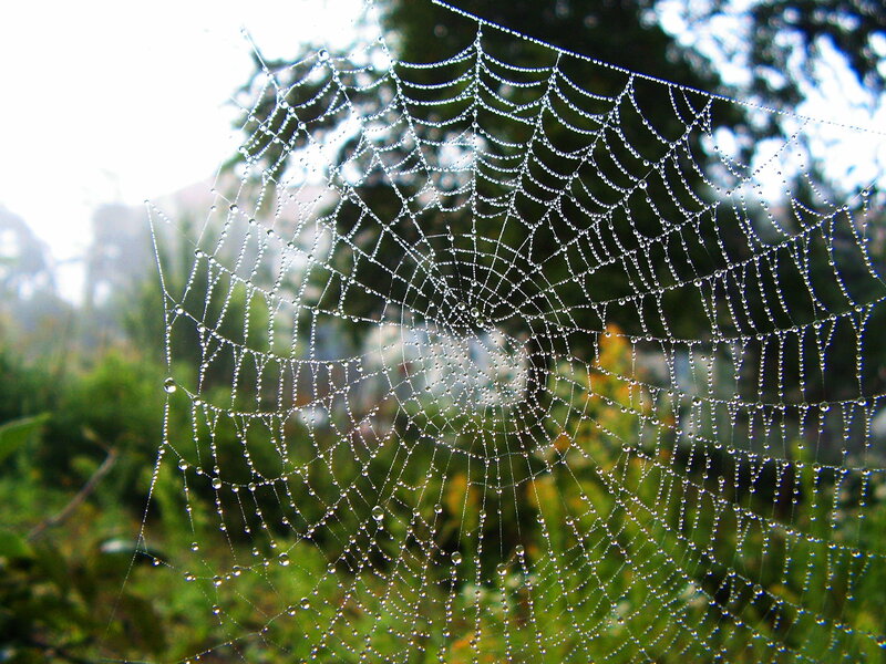 Spiderweb with Dew Drops — Green