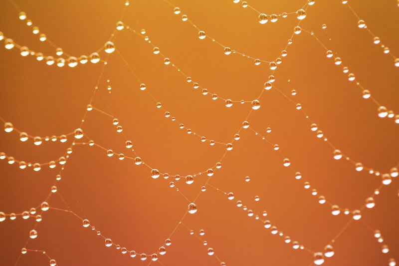 Spiderweb with Dew Drops — Orange