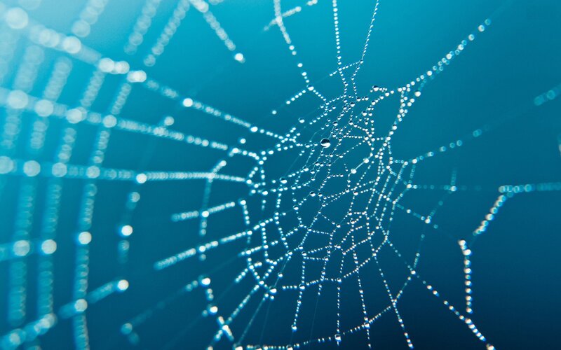 Spiderweb with Dew Drops — Photograph