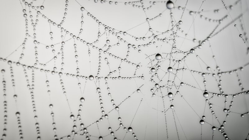 Spiderweb with Dew Drops — White, Calm