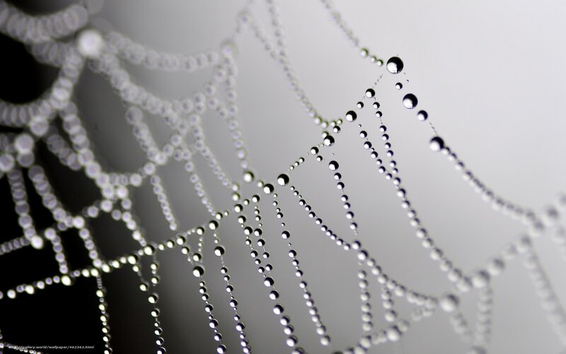 Spiderweb with Dew Drops — White, Serene, Morning, Photograph, Cobweb