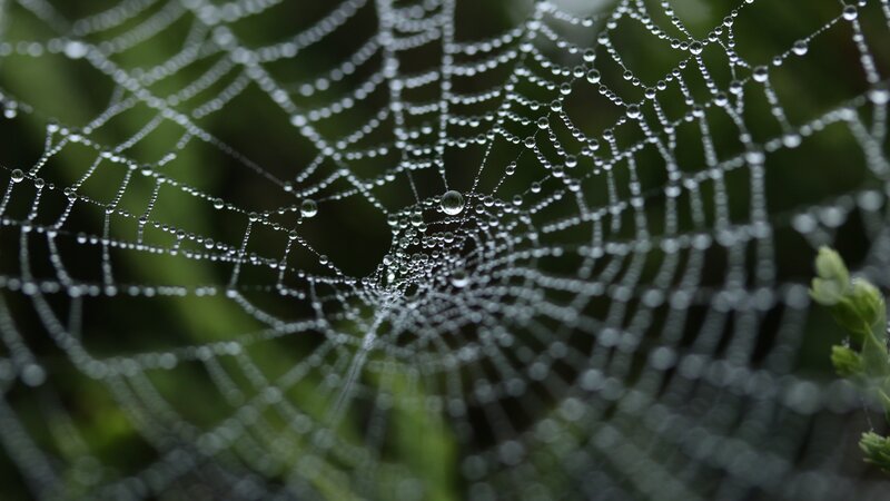 Spiderweb with Dew Drops — White, Serene, Morning, Photograph, Dew Drops, Green Foliage