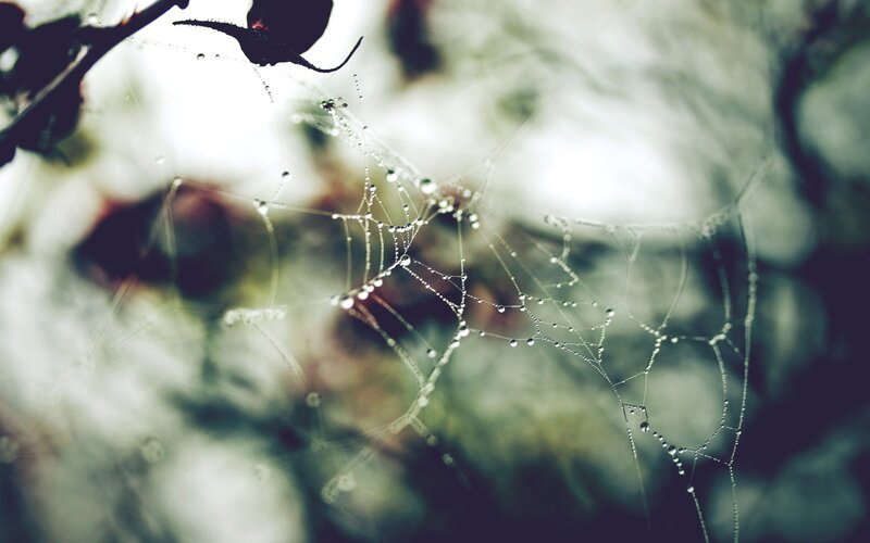 Spiderweb with Dew Drops — White, Serene, Morning, Photograph, Dew Drops, Plant, Background Blur
