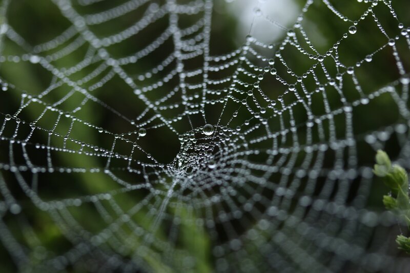 Spiderweb with Dew Drops — White, Serene, Morning, Photograph, Dew Drops