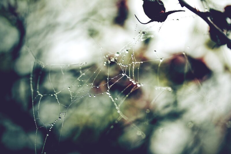 Spiderweb with Dew Drops — White, Serene, Morning, Photograph