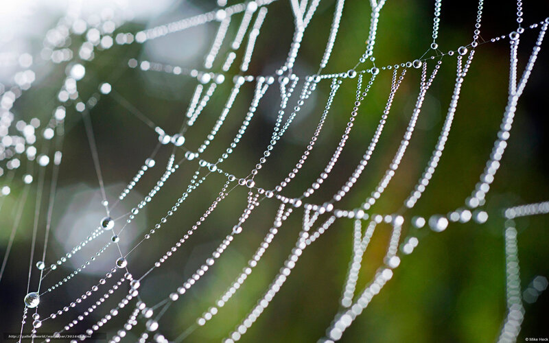 Spiderweb with Dew Drops — White, Serene, Morning