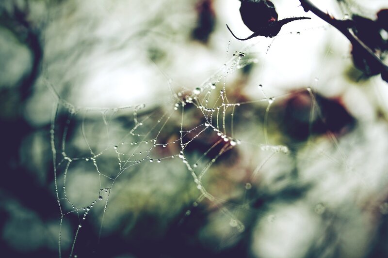 Spiderweb with Dew Drops — White, Serene