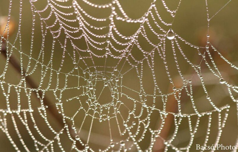 Spiderweb with Dew Drops — White