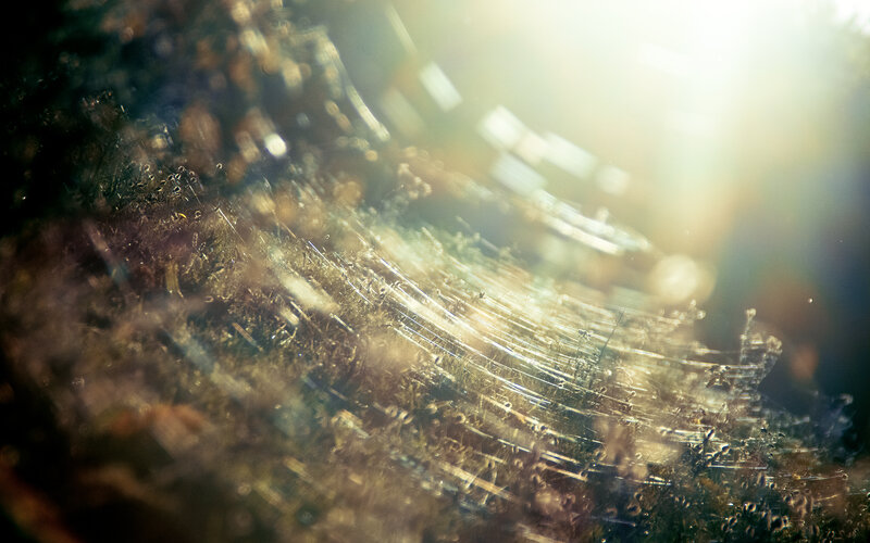 Spiderweb with Dew — Gold