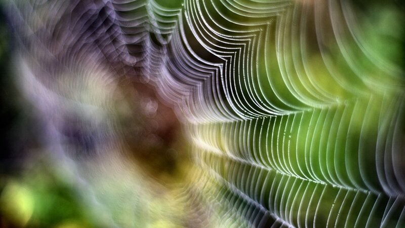 Spiderweb with Dew — Green, Serene, Morning