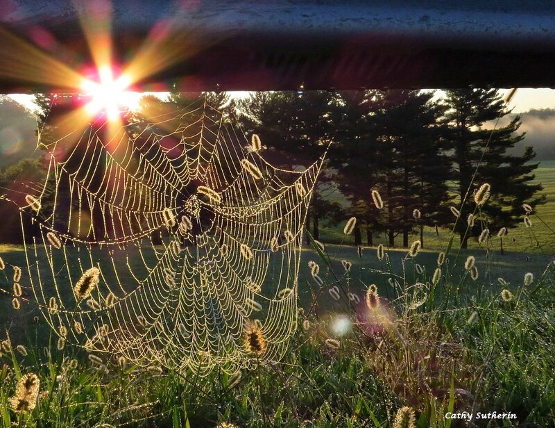 Spiderweb with Dew — Green, Serene