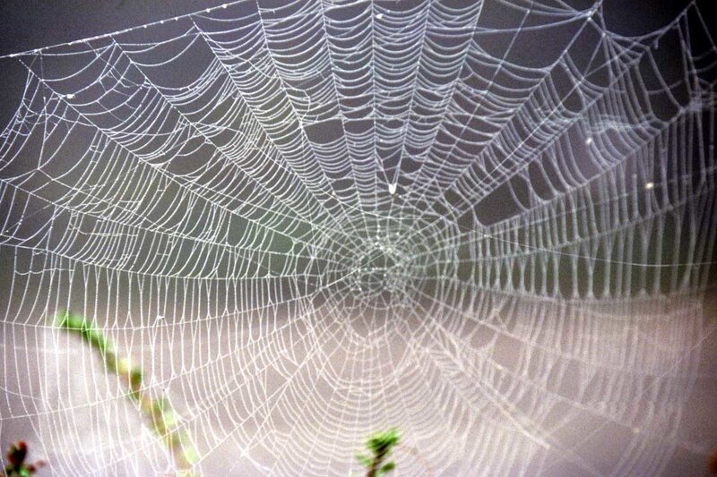 Spiderweb with Dew
